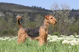 AIREDALE TERRIER 164